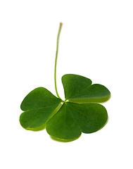 Image showing Green clover leaf isolated on white background