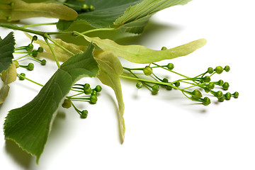 Image showing Green tilia sprig before blossom