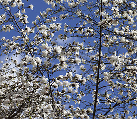 Image showing Spring blooming magnolia