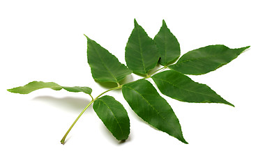 Image showing Green ash-tree leaf