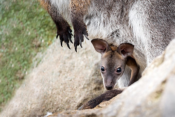 Image showing Closeup of a baby of Red-necked Wallaby