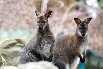 Image showing Closeup of a Red-necked Wallaby