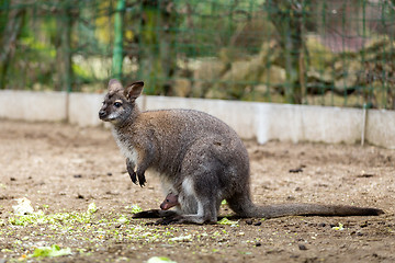 Image showing Closeup of a Red-necked Wallaby with baby