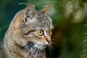 Image showing close up cat portrait 