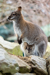 Image showing Closeup of a Red-necked Wallaby with baby