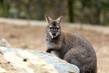 Image showing Closeup of a Red-necked Wallaby