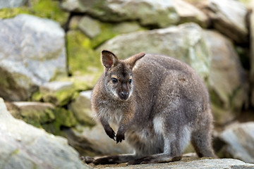 Image showing Closeup of a Red-necked Wallaby