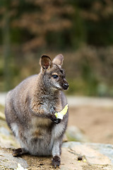 Image showing Closeup of a Red-necked Wallaby