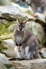 Image showing Closeup of a Red-necked Wallaby