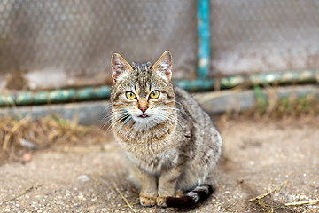 Image showing close up cat portrait 