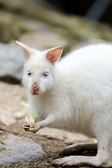 Image showing Closeup of a Red-necked Wallaby white albino female