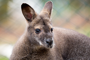 Image showing Closeup of a Red-necked Wallaby