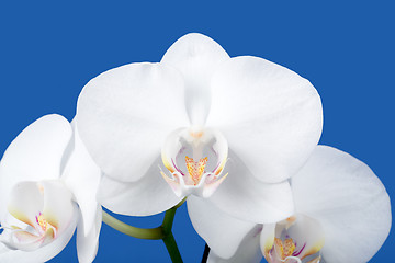 Image showing romantic branch of white orchid