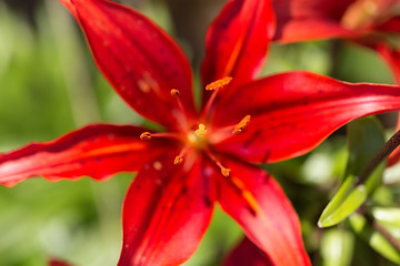 Image showing Detail of flowering red lily