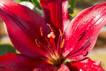 Image showing Detail of flowering red lily