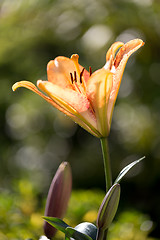 Image showing Detail of flowering orange lily