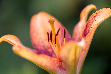 Image showing Detail of flowering orange lily