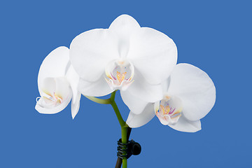 Image showing romantic branch of white orchid