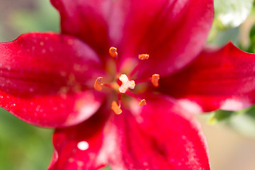 Image showing Detail of flowering red lily