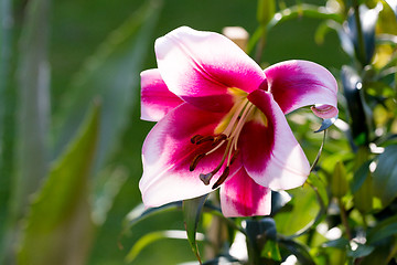 Image showing Detail of flowering pink lily