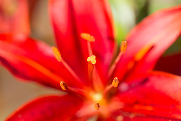 Image showing Detail of flowering red lily