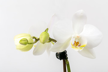 Image showing romantic branch of white orchid