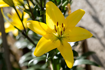Image showing Detail of flowering yellow lily