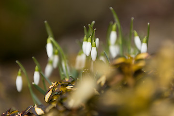 Image showing Snowdrop bloom in springtime