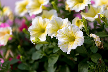 Image showing white Petunia Surfinia Vein