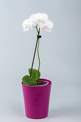 Image showing romantic white orchid