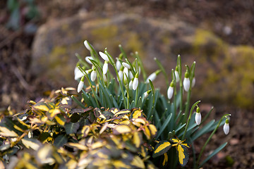 Image showing Snowdrop bloom in springtime