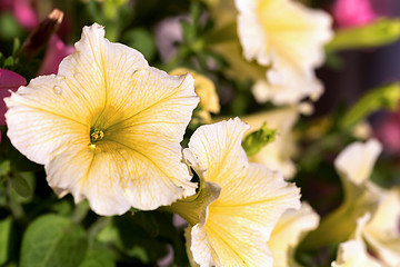 Image showing white Petunia Surfinia Vein