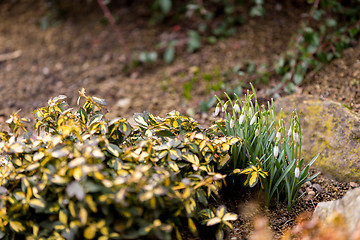 Image showing Snowdrop bloom in springtime