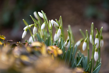 Image showing Snowdrop bloom in springtime