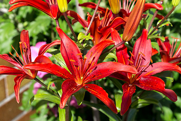 Image showing Detail of flowering red lily