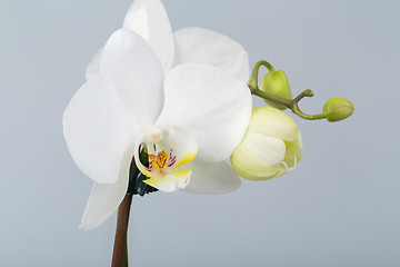 Image showing romantic branch of white orchid