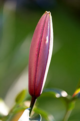 Image showing bud before flowering pink lily