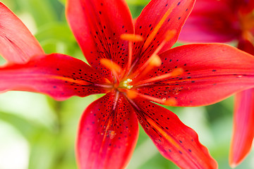 Image showing Detail of flowering red lily