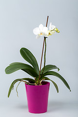 Image showing romantic white orchid
