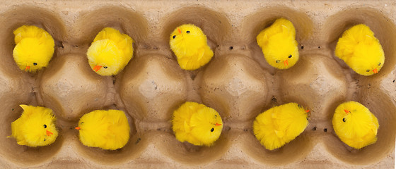 Image showing Easter chicks in an eggbox