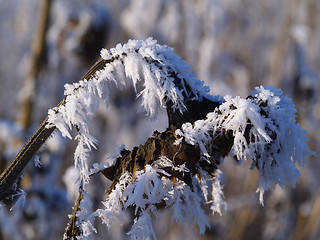 Image showing Frost