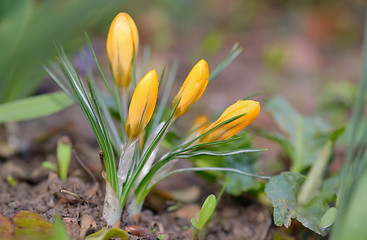 Image showing Crocus flowers in spring time