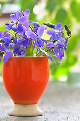 Image showing violets flowers (Viola odorata) 