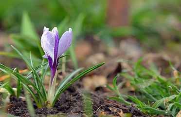 Image showing Crocus flowers in spring time