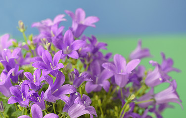 Image showing Dalmatian bellflower (Campanula portenschlagiana)