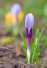 Image showing Crocus flowers in spring time