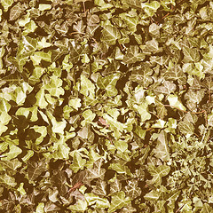 Image showing Retro looking Ivy picture