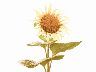 Image showing Retro looking Sunflower flower