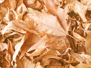 Image showing Retro looking Falling leaves