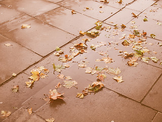 Image showing Retro looking Leaves on pavement